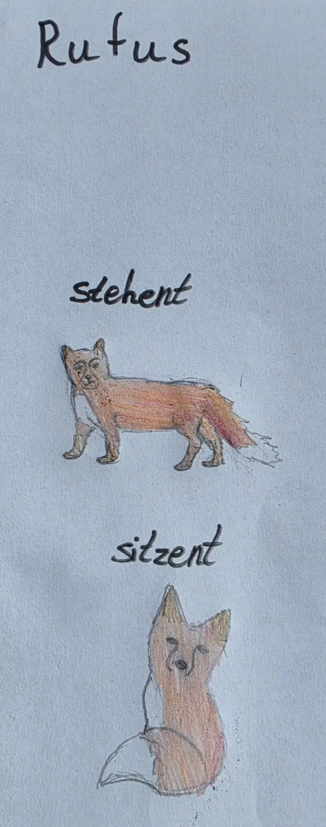 Elisabeths Skizze vom Fuchs Rufus, einmal stehend und einmal sitzend.